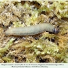 hesperia comma larva4c